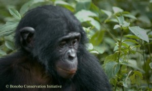 Bonobo 1 Bonobo 1