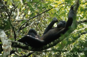 Bonobo 3 Bonobo 3