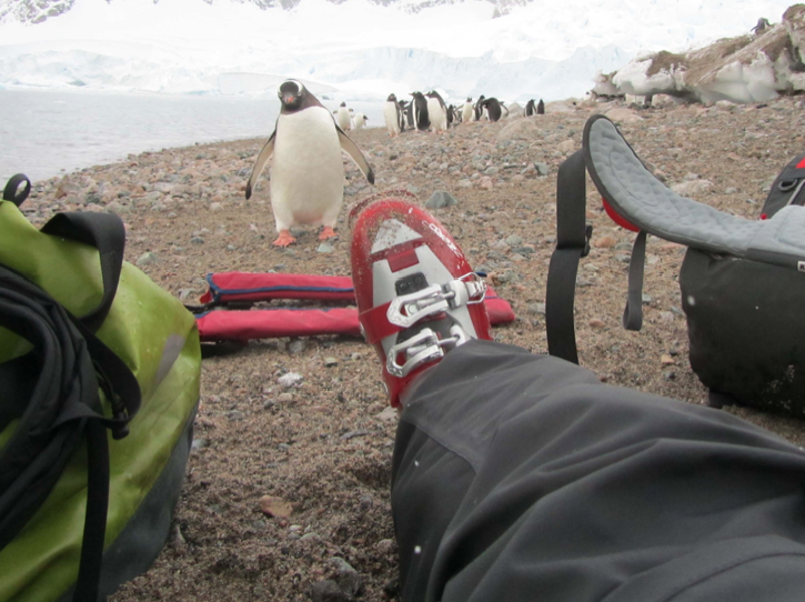 Gentoo checking us out - Ice Axe Antarctica Australis 2010 Gentoo checking us out - Ice Axe Antarctica Australis 2010