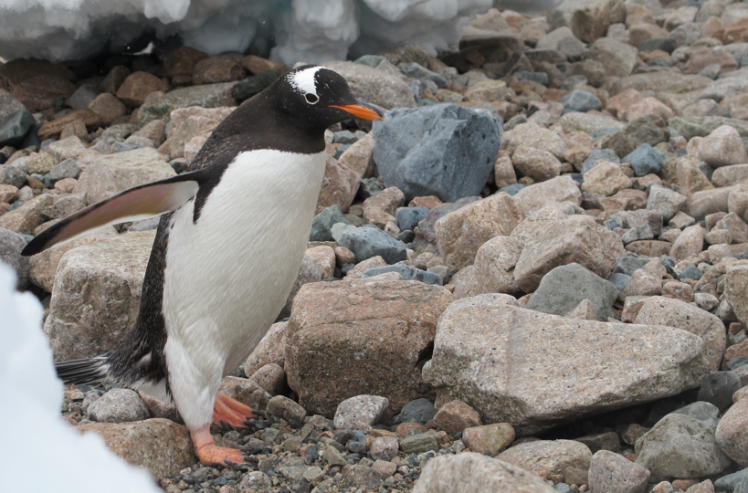 Gentoo penguin comes to greet us at the bottom of a run - Ice Axe 2010 Gentoo penguin comes to greet us at the bottom of a run - Ice Axe 2010